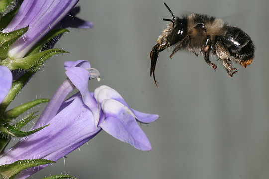 Anthophora