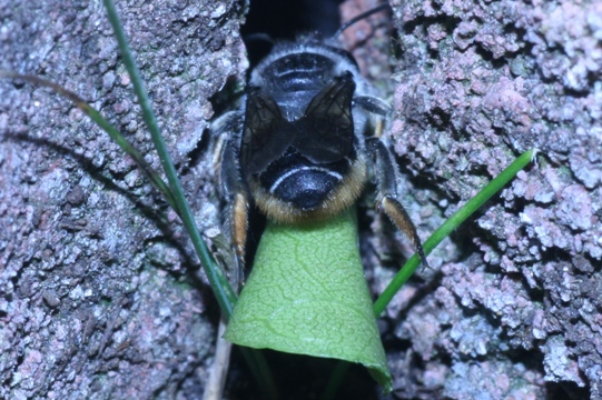 leafcutterbee