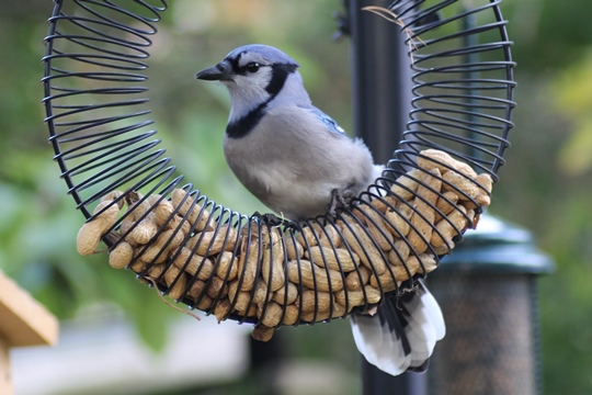 Monkey nuts are loved by Blue Jays