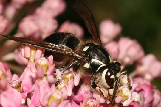 Bald faced hornet 