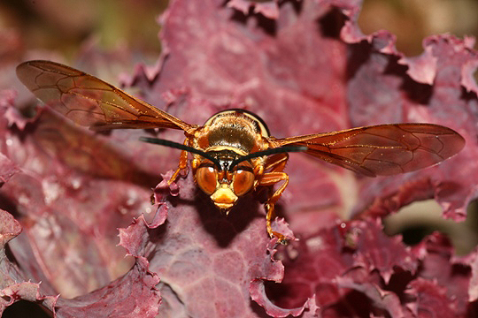 Cicada killer wasp