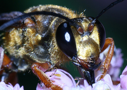 Great golden digger