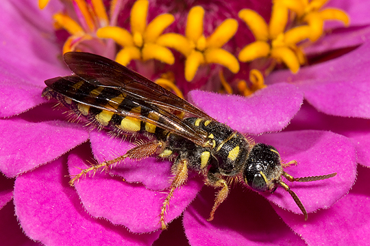 Myzinum female