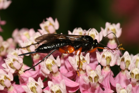 Pimpla pedalis