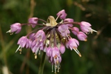 Allium