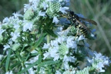 Virginia mountainmint